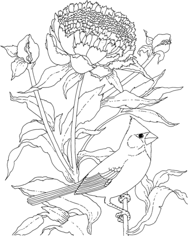 Cardinal And Peony Indiana Flower And Bird Coloring Page